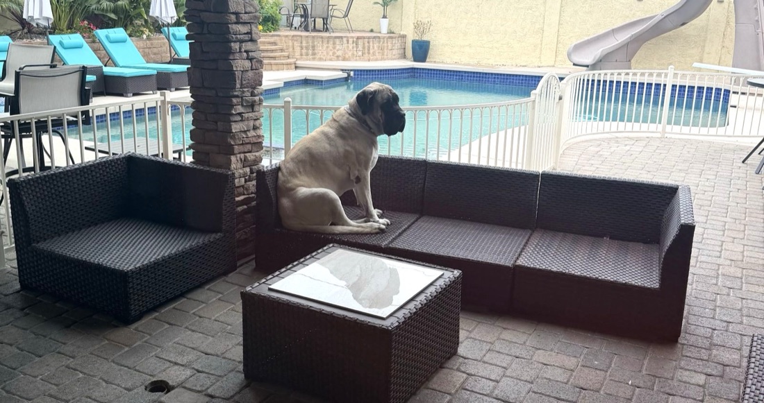 Original photo of a mastiff sitting on outdoor furniture beside a pool.